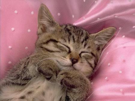 le chat dodo